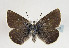 (Agriades orbitulus - TLMF Lep 02750)  @14 [ ] Copyright  TLMF 2030 Unspecified