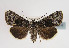  (Sympistis funebris - TLMF Lep 02874)  @15 [ ] Copyright  TLMF 2011 Unspecified