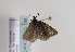  ( - TLMF Lep 02909)  @12 [ ] Copyright  TLMF 2011 Unspecified