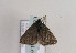  ( - TLMF Lep 02911)  @13 [ ] Copyright  TLMF 2011 Unspecified