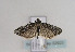 ( - TLMF Lep 02923)  @13 [ ] Copyright  TLMF 2011 Unspecified