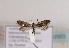  ( - TLMF Lep 02953)  @13 [ ] Copyright  TLMF 2011 Unspecified