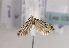  (Nemapogon inconditella - TLMF Lep 03032)  @14 [ ] CreativeCommons - Attribution Non-Commercial Share-Alike (2011) Peter Huemer Tiroler Landesmuseum Ferdinandeum