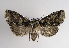  ( - TLMF Lep 03054)  @14 [ ] CreativeCommons - Attribution Non-Commercial Share-Alike (2011) Peter Huemer Tiroler Landesmuseum Ferdinandeum