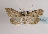  (Evergestis caesialis - TLMF Lep 04207)  @15 [ ] CreativeCommons - Attribution Non-Commercial Share-Alike (2011) Peter Huemer Tiroler Landesmuseum Ferdinandeum