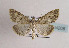  (Evergestis infirmalis - TLMF Lep 04208)  @14 [ ] CreativeCommons - Attribution Non-Commercial Share-Alike (2011) Peter Huemer Tiroler Landesmuseum Ferdinandeum