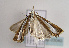  ( - TLMF Lep 03040)  @12 [ ] CreativeCommons - Attribution Non-Commercial Share-Alike (2011) Peter Huemer Tiroler Landesmuseum Ferdinandeum