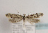  ( - TLMF Lep 03102)  @13 [ ] CreativeCommons - Attribution Non-Commercial Share-Alike (2011) Peter Huemer Tiroler Landesmuseum Ferdinandeum