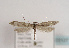  ( - TLMF Lep 03107)  @12 [ ] CreativeCommons - Attribution Non-Commercial Share-Alike (2011) Peter Huemer Tiroler Landesmuseum Ferdinandeum
