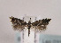  ( - TLMF Lep 03391)  @13 [ ] CreativeCommons - Attribution Non-Commercial Share-Alike (2011) Peter Huemer Tiroler Landesmuseum Ferdinandeum