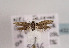  ( - TLMF Lep 03432)  @11 [ ] CreativeCommons - Attribution Non-Commercial Share-Alike (2011) Peter Huemer Tiroler Landesmuseum Ferdinandeum