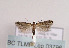  (Stomopteryx pyrenaella - TLMF Lep 03796)  @13 [ ] CreativeCommons - Attribution Non-Commercial Share-Alike (2011) Peter Huemer Tiroler Landesmuseum Ferdinandeum