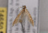  (Coleophora aestuariella - TLMF Lep 04178)  @12 [ ] CreativeCommons - Attribution Non-Commercial Share-Alike (2011) Peter Huemer Tiroler Landesmuseum Ferdinandeum