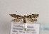  (Gelechia scotinella - TLMF Lep 04539)  @14 [ ] CreativeCommons - Attribution Non-Commercial Share-Alike (2011) Peter Huemer Tiroler Landesmuseum Ferdinandeum