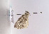  ( - TLMF Lep 04643)  @12 [ ] CreativeCommons - Attribution Non-Commercial Share-Alike (2011) Peter Huemer Tiroler Landesmuseum Ferdinandeum