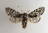  (Brachionycha - TLMF Lep 04683)  @15 [ ] CreativeCommons - Attribution Non-Commercial Share-Alike (2011) Peter Huemer Tiroler Landesmuseum Ferdinandeum