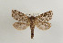  ( - TLMF Lep 05119)  @12 [ ] CreativeCommons - Attribution Non-Commercial Share-Alike (2011) Peter Huemer Tiroler Landesmuseum Ferdinandeum