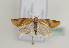  (Clepsis balcanica - TLMF Lep 05202)  @13 [ ] CreativeCommons - Attribution Non-Commercial Share-Alike (2011) Peter Huemer Tiroler Landesmuseum Ferdinandeum