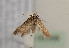  (Scrobipalpa vasconiella - TLMF Lep 05358)  @13 [ ] CreativeCommons - Attribution Non-Commercial Share-Alike (2011) Peter Huemer Tiroler Landesmuseum Ferdinandeum