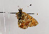  ( - TLMF Lep 05574)  @12 [ ] CreativeCommons - Attribution Non-Commercial Share-Alike (2011) Peter Huemer Tiroler Landesmuseum Ferdinandeum