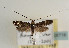  (Nemophora raddaella - TLMF Lep 05718)  @13 [ ] CreativeCommons - Attribution Non-Commercial Share-Alike (2011) Peter Huemer Tiroler Landesmuseum Ferdinandeum