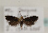  (Nemophora albiciliellus - TLMF Lep 05729)  @13 [ ] CreativeCommons - Attribution Non-Commercial Share-Alike (2011) Peter Huemer Tiroler Landesmuseum Ferdinandeum
