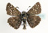  (Pyrgus serratulae - TLMF Lep 05819)  @14 [ ] CreativeCommons - Attribution Non-Commercial Share-Alike (2011) Peter Huemer Tiroler Landesmuseum Ferdinandeum