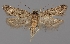  (Scrobipalpa adaptata - TLMF Lep 06518)  @13 [ ] CreativeCommons - Attribution Non-Commercial Share-Alike (2012) Peter Huemer Tiroler Landesmuseum Ferdinandeum