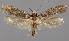  (Tinea nonimella - TLMF Lep 06521)  @13 [ ] CreativeCommons - Attribution Non-Commercial Share-Alike (2012) Peter Huemer Tiroler Landesmuseum Ferdinandeum