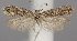  (Scrobipalpa proclivella - TLMF Lep 06552)  @15 [ ] CreativeCommons - Attribution Non-Commercial Share-Alike (2012) Peter Huemer Tiroler Landesmuseum Ferdinandeum