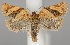  (Philedonides rhombicana - TLMF Lep 06557)  @13 [ ] CreativeCommons - Attribution Non-Commercial Share-Alike (2012) Peter Huemer Tiroler Landesmuseum Ferdinandeum
