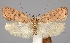 (Agonopterix laterella - TLMF Lep 06569)  @13 [ ] CreativeCommons - Attribution Non-Commercial Share-Alike (2012) Peter Huemer Tiroler Landesmuseum Ferdinandeum