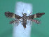  ( - KLM Lep 00201)  @13 [ ] CreativeCommons - Attribution Non-Commercial Share-Alike (2012) Wieser Christian Landesmuseum Karnten