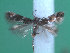  ( - KLM Lep 00214)  @13 [ ] CreativeCommons - Attribution Non-Commercial Share-Alike (2012) Wieser Christian Landesmuseum Karnten