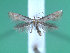  ( - KLM Lep 00222)  @13 [ ] CreativeCommons - Attribution Non-Commercial Share-Alike (2012) Wieser Christian Landesmuseum Karnten