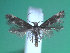  ( - KLM Lep 00249)  @13 [ ] CreativeCommons - Attribution Non-Commercial Share-Alike (2012) Wieser Christian Landesmuseum Karnten