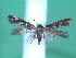  ( - KLM Lep 00259)  @13 [ ] CreativeCommons - Attribution Non-Commercial Share-Alike (2012) Wieser Christian Landesmuseum Karnten