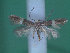  ( - KLM Lep 00261)  @14 [ ] CreativeCommons - Attribution Non-Commercial Share-Alike (2012) Wieser Christian Landesmuseum Karnten