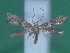  ( - KLM Lep 00268)  @13 [ ] CreativeCommons - Attribution Non-Commercial Share-Alike (2012) Wieser Christian Landesmuseum Karnten