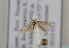  ( - TLMF Lep 06459)  @12 [ ] CreativeCommons - Attribution Non-Commercial Share-Alike (2012) Peter Huemer Tiroler Landesmuseum Ferdinandeum
