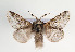  (Poecilocampa - TLMF Lep 06775)  @15 [ ] CreativeCommons - Attribution Non-Commercial Share-Alike (2012) Peter Huemer Tiroler Landesmuseum Ferdinandeum