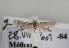  (Blastobasis mnemosynella - TLMF Lep 06882)  @11 [ ] CreativeCommons - Attribution Non-Commercial Share-Alike (2012) Peter Huemer Tiroler Landesmuseum Ferdinandeum
