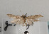  ( - TLMF Lep 06887)  @11 [ ] CreativeCommons - Attribution Non-Commercial Share-Alike (2012) Peter Huemer Tiroler Landesmuseum Ferdinandeum