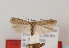  (Scrobipalpa halimioniella - TLMF Lep 07254)  @11 [ ] CreativeCommons - Attribution Non-Commercial Share-Alike (2012) Peter Huemer Tiroler Landesmuseum Ferdinandeum