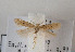  (Scrobipalpa niveifacies - TLMF Lep 07256)  @12 [ ] CreativeCommons - Attribution Non-Commercial Share-Alike (2012) Peter Huemer Tiroler Landesmuseum Ferdinandeum