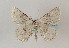  ( - TLMF Lep 07350)  @12 [ ] CreativeCommons - Attribution Non-Commercial Share-Alike (2012) Peter Huemer Tiroler Landesmuseum Ferdinandeum