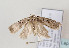  ( - TLMF Lep 07352)  @13 [ ] CreativeCommons - Attribution Non-Commercial Share-Alike (2012) Peter Huemer Tiroler Landesmuseum Ferdinandeum