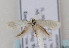  (Perittia farinella - TLMF Lep 07468)  @14 [ ] CreativeCommons - Attribution Non-Commercial Share-Alike (2012) Peter Huemer Tiroler Landesmuseum Ferdinandeum