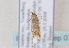  ( - TLMF Lep 07477)  @12 [ ] CreativeCommons - Attribution Non-Commercial Share-Alike (2012) Peter Huemer Tiroler Landesmuseum Ferdinandeum