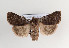  (Cerastis rubricosa - TLMF Lep 07593)  @15 [ ] CreativeCommons - Attribution Non-Commercial Share-Alike (2012) Peter Huemer Tiroler Landesmuseum Ferdinandeum